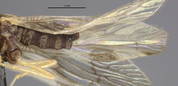 Media type: image;   Entomology 1670 Aspect: hind wing